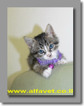 דנגי כשהיה גור דנגי כשהיה גור